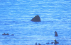 shark.jpg